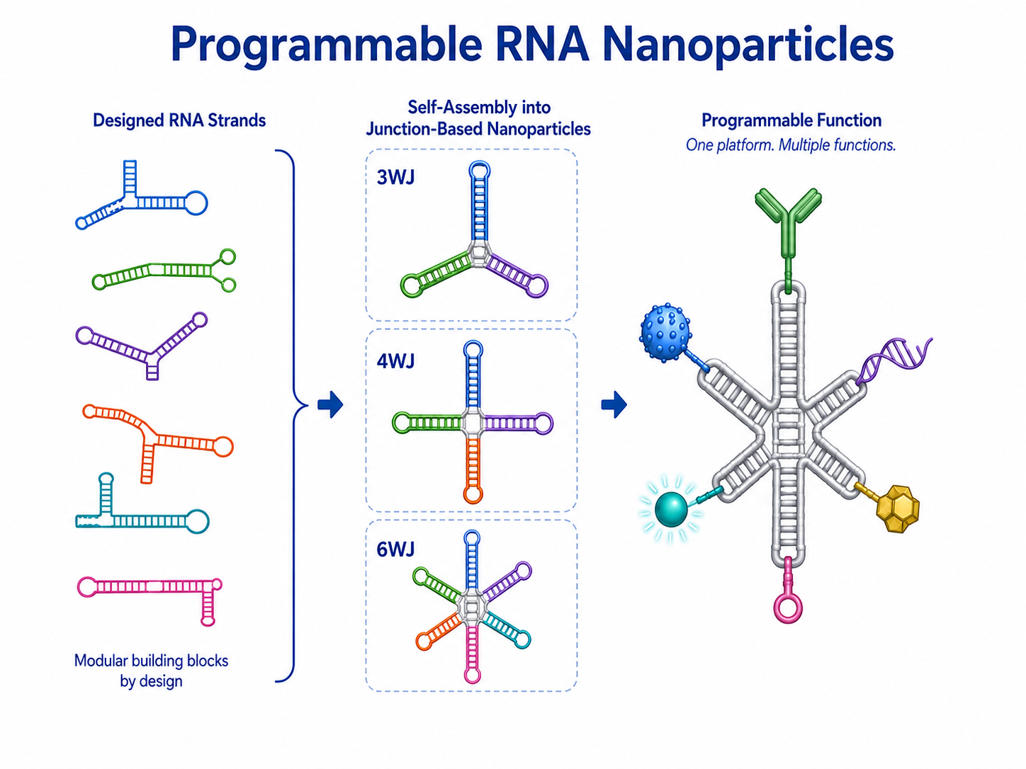 Multifunctional RNA Nanoparticle Architecture